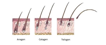 Stages of Hair Growth